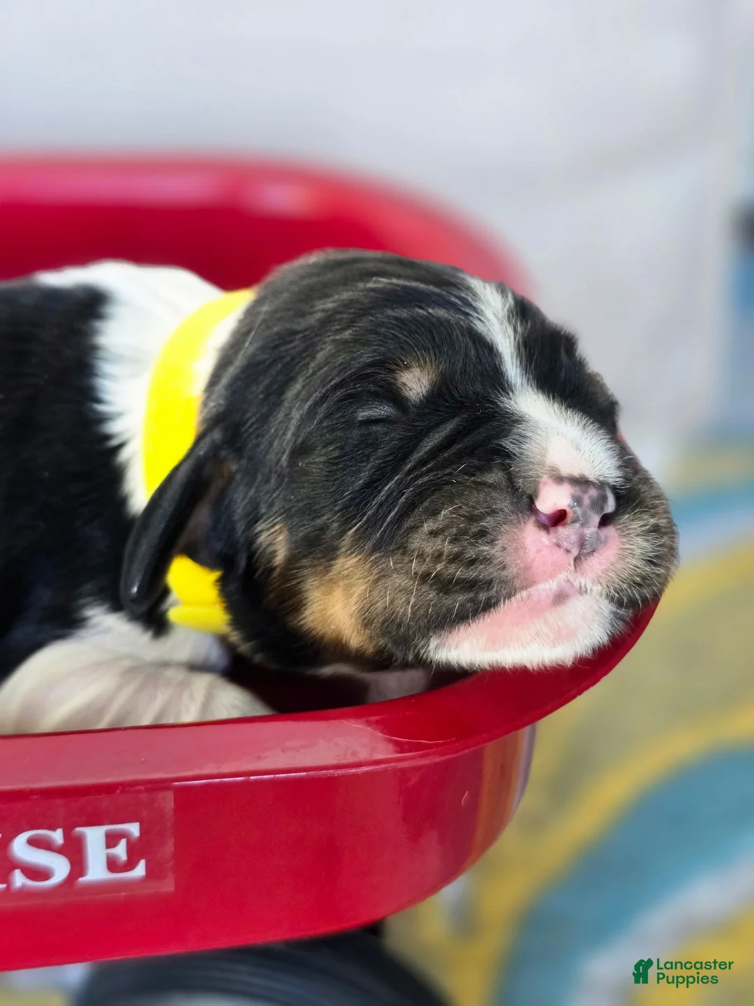 English Springer Spaniel dogs for sale: Rubble - Ad 2