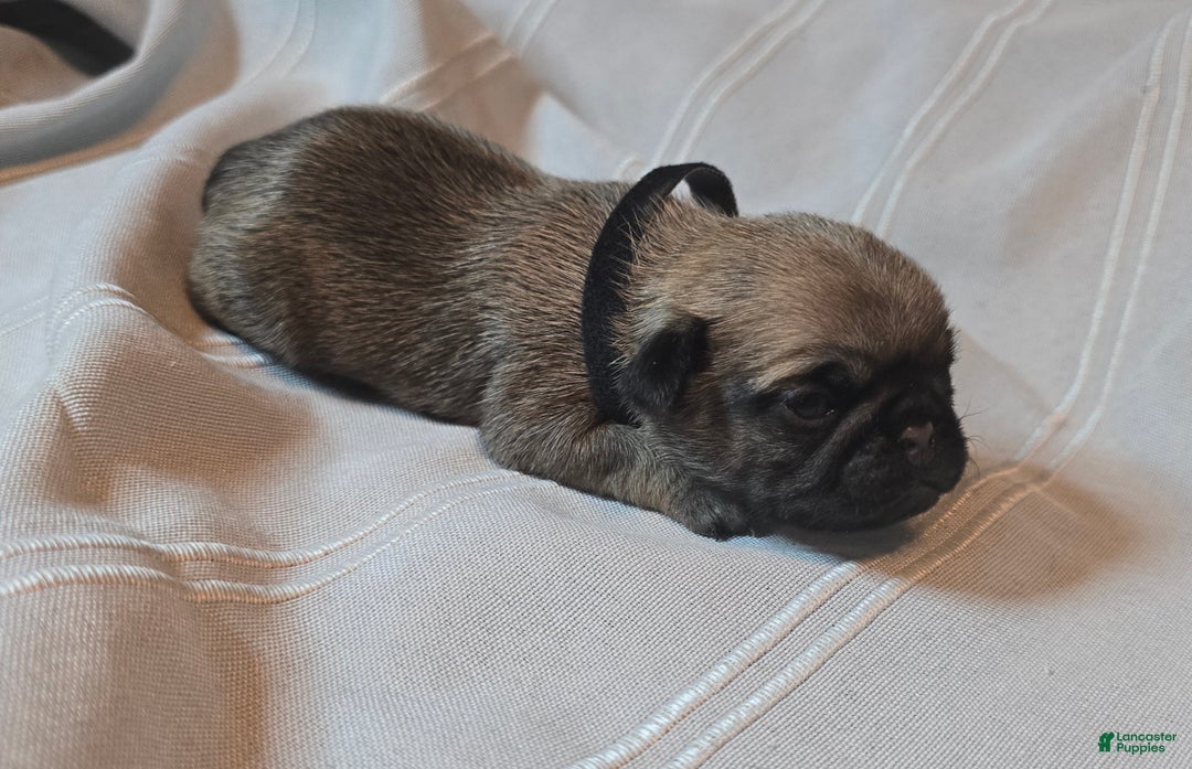 Pug dogs for sale: Fannie - Ad 19