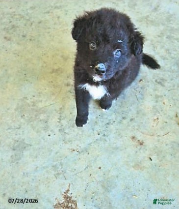 English Shepherd dogs Baxter - Ad 1