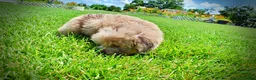 Havapoo dogs for sale: Eartha - Ad 10