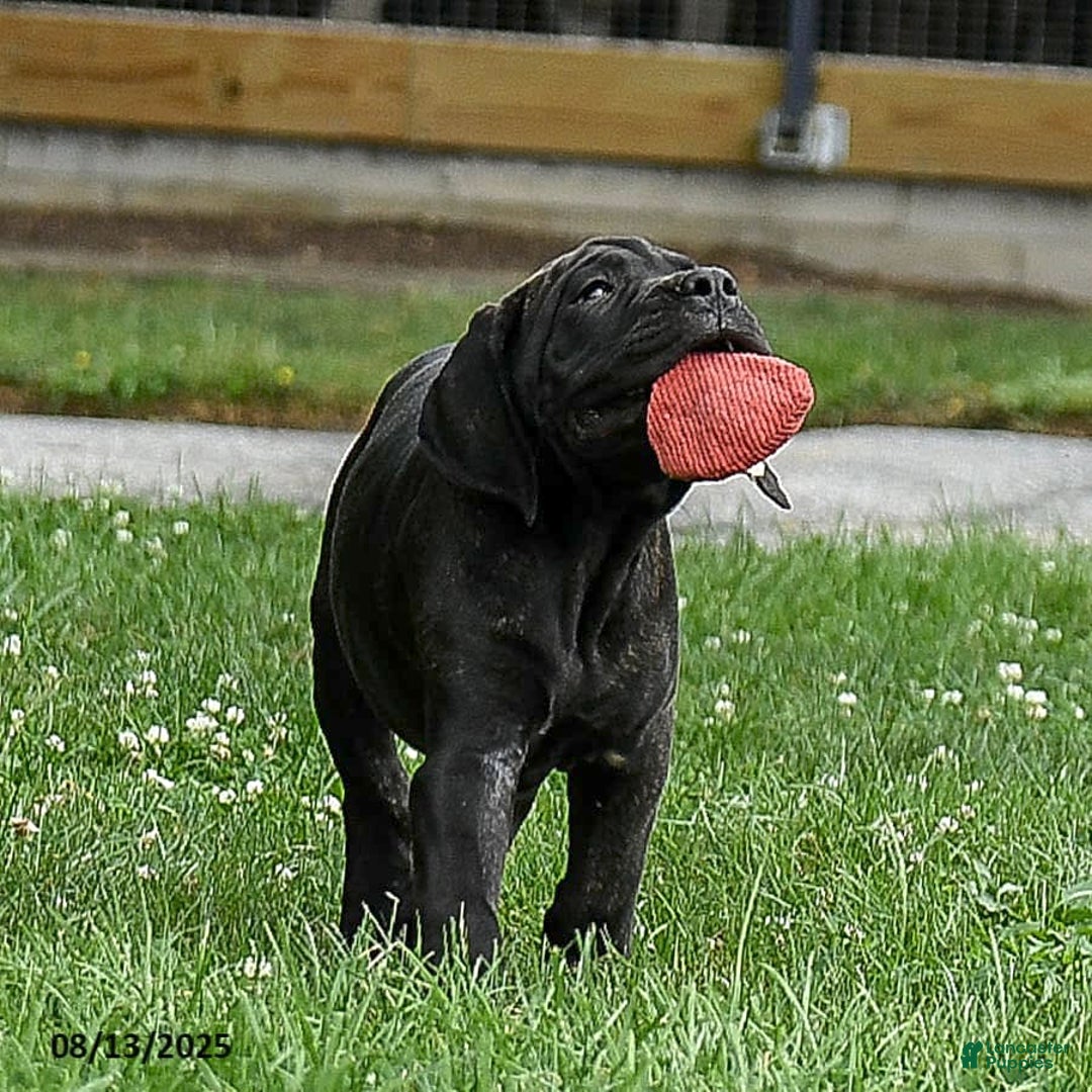 Cane Corso dogs for sale: Rockford - Ad 21