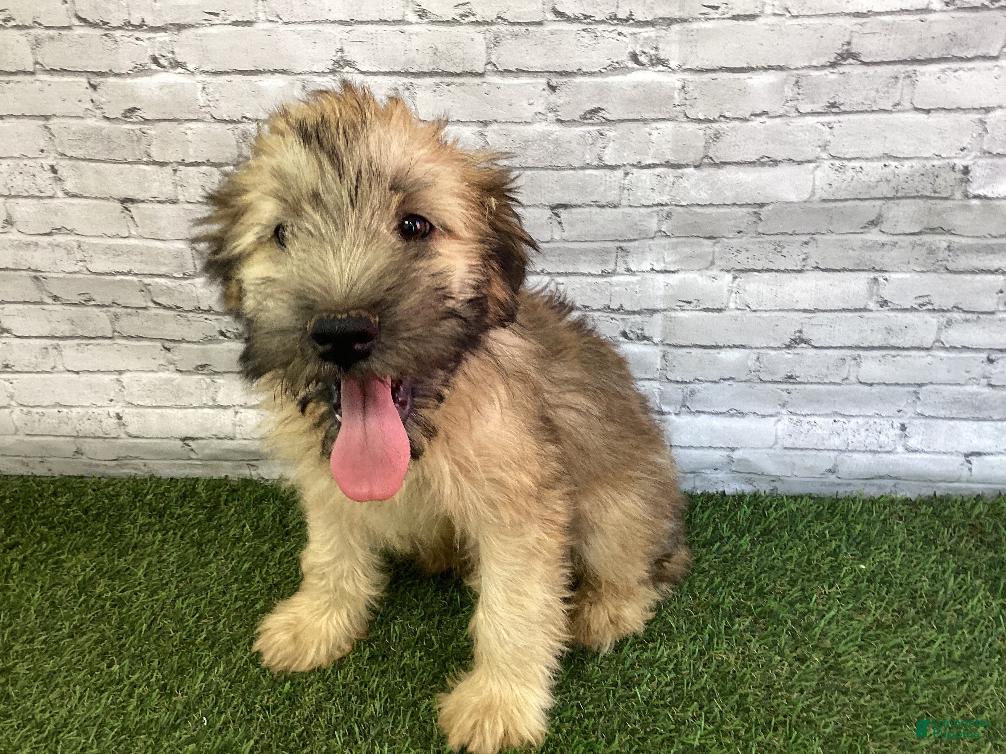 Iowa Almost Home Dogs For Adoption Puppies For Sale In Iowa