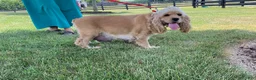 Cocker Spaniel dogs for sale: Jasper - Ad 6