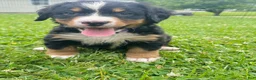 Bernese Mountain Dog dogs for sale: Berner bunch - Ad 1