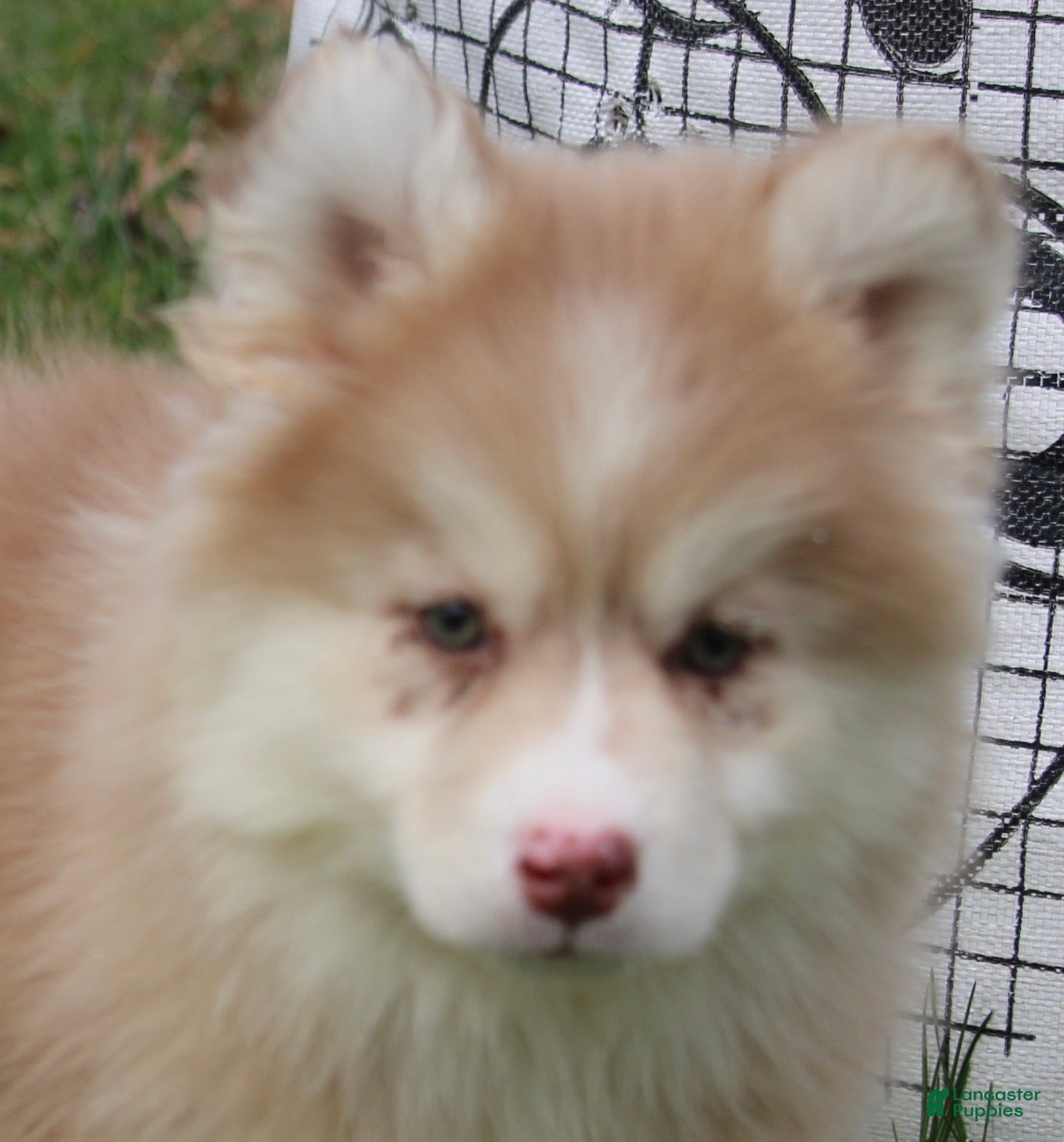 Pomsky dogs Brandy - Ad 1