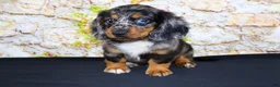 Miniature Dachshund dogs for sale: Avery - Ad 22