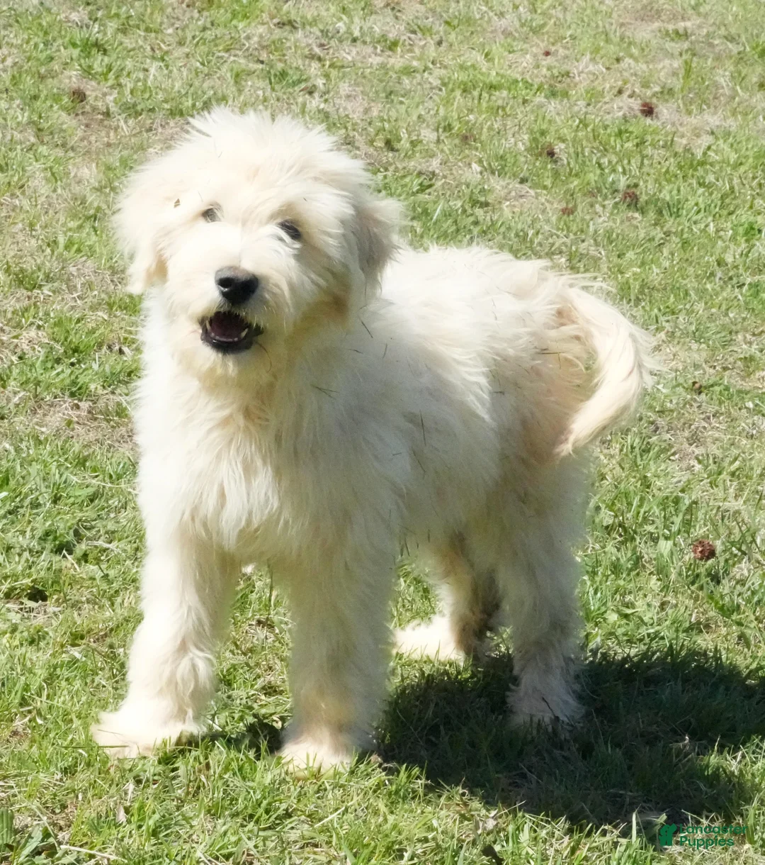 Goldendoodle dogs for sale: Goldendoodle Puppy 1 - Ad 1