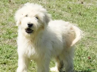 Goldendoodle dogs Goldendoodle Puppy 1 - Ad 28