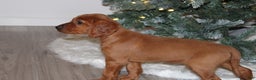 Mixed Breed dogs for sale: gunner - Ad 2