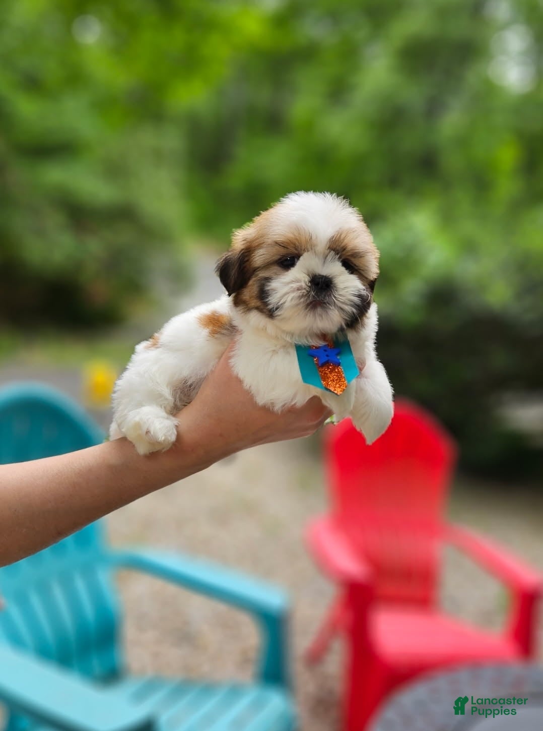 Shih Tzu dogs for sale: Shih Tzu Puppy 1 - Ad 3
