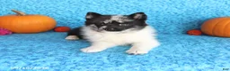 Pomsky dogs for sale: Willow - Ad 3