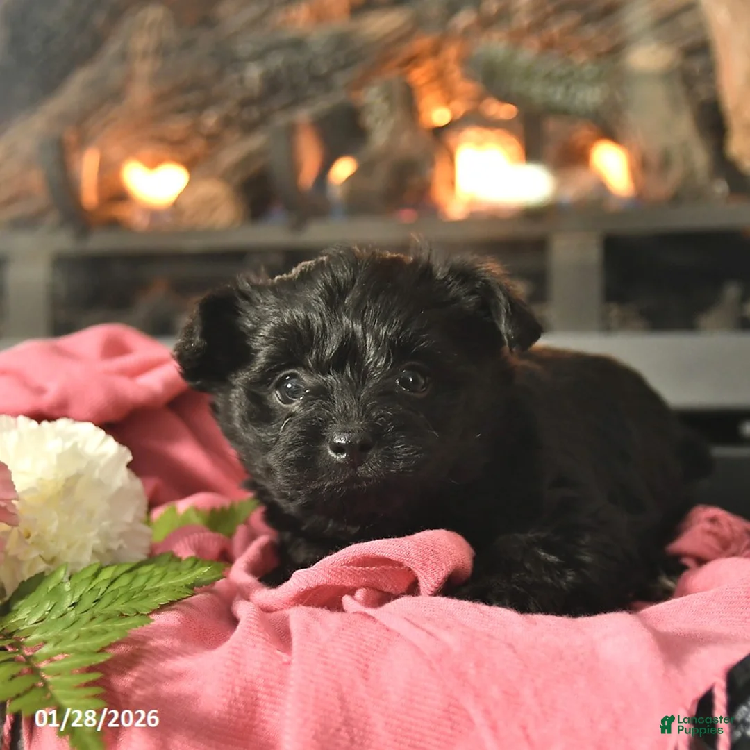 Yorkiepoo dogs for sale: Milo  - Ad 2