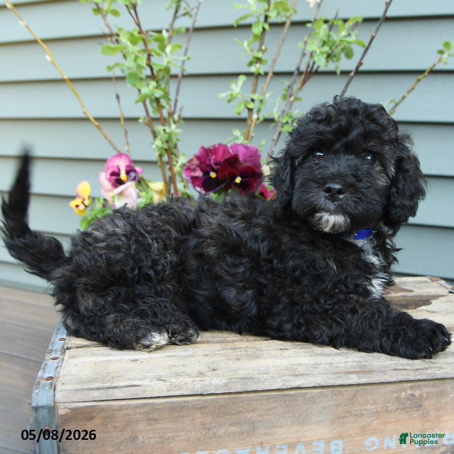Shihpoo dogs Apollo - Ad 2