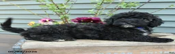 Shihpoo dogs for sale: Apollo - Ad 2