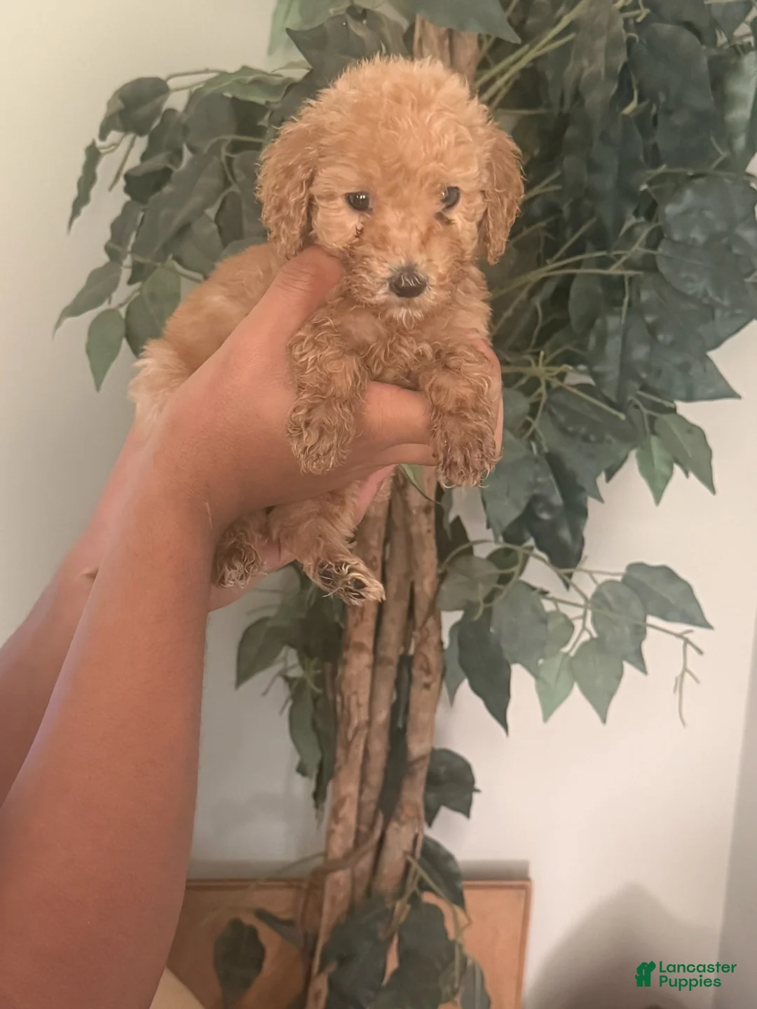 Standard Poodle dogs for sale: Purple Girl - Ad 1