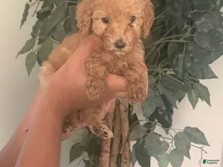 Standard Poodle dogs Purple Girl - Ad 4