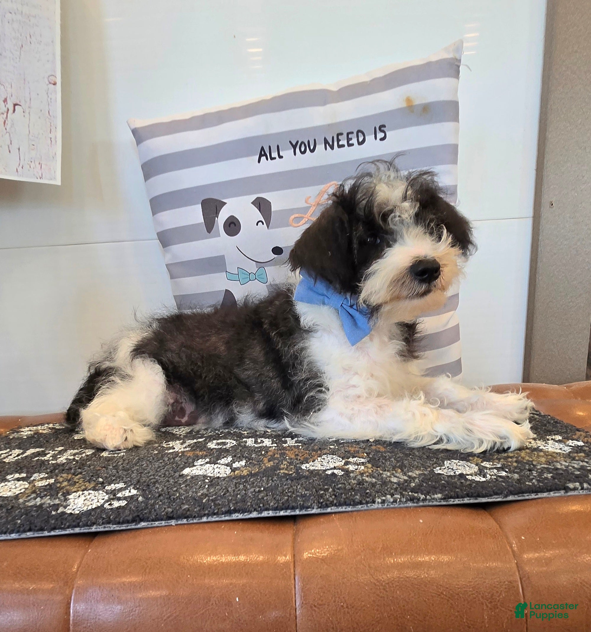 Schnoodle dogs Dusty - Ad 2