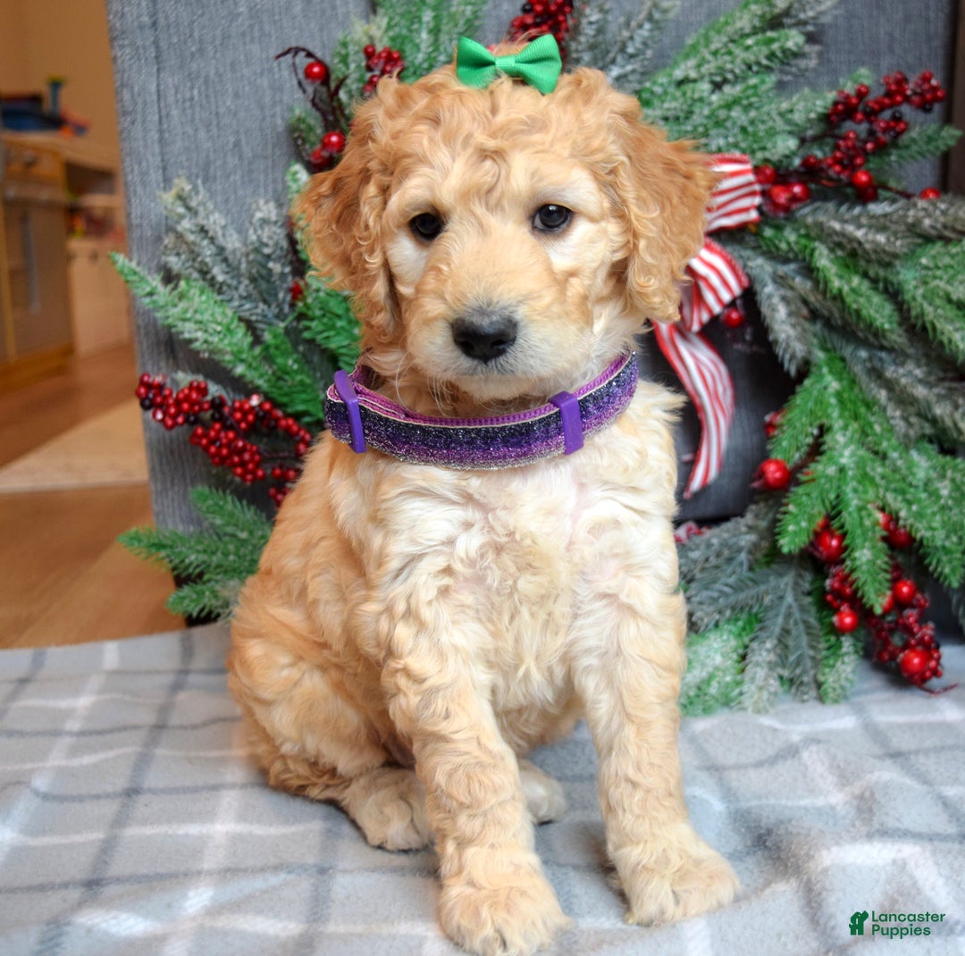 Goldendoodle dogs for sale: Penny - Ad 13