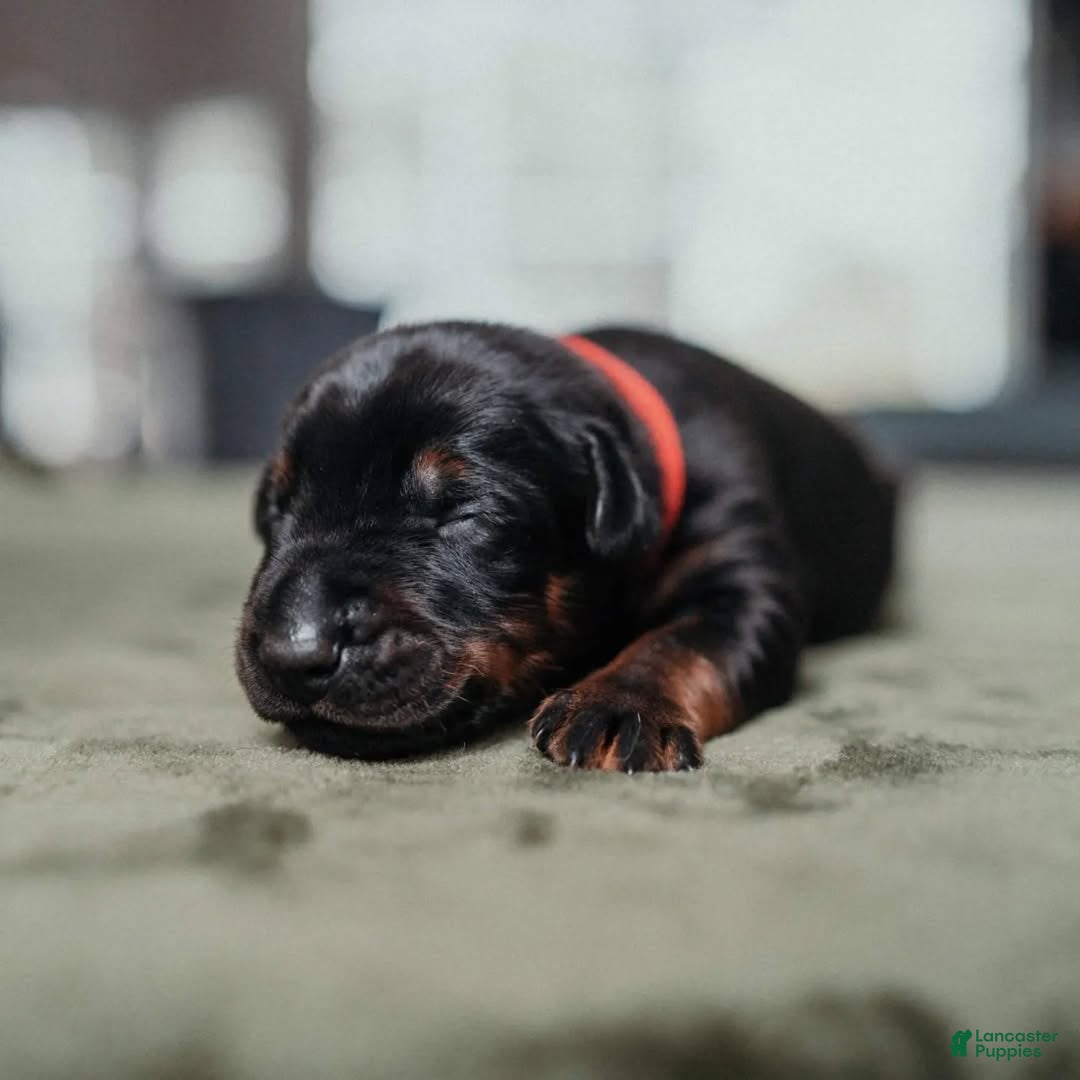 Doberman Pinscher dogs Titan Bones Vanguard Defender  - Ad 4