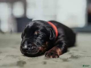 Doberman Pinscher dogs Titan Bones Vanguard Defender - Ad 4