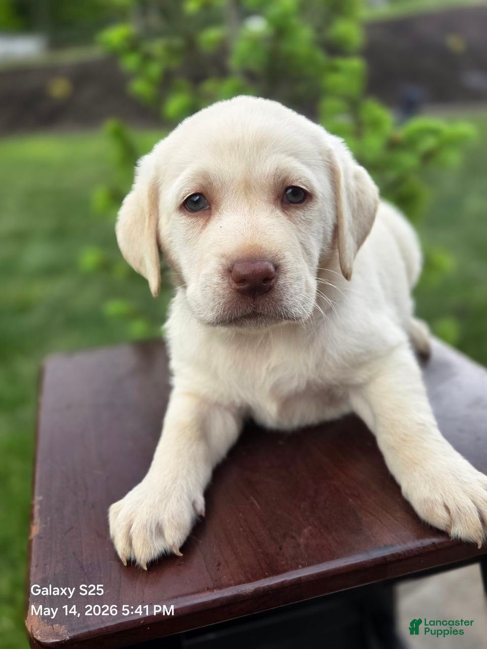Labrador Retriever dogs Snow white  - Ad 1