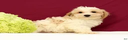 Maltipoo dogs for sale: Oliver - Ad 1