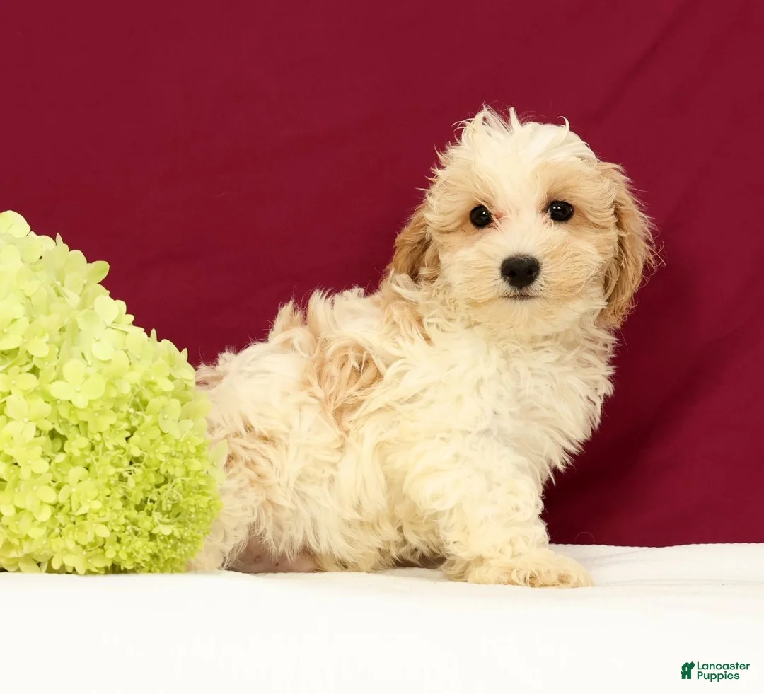 Maltipoo dogs for sale: Oliver - Ad 1