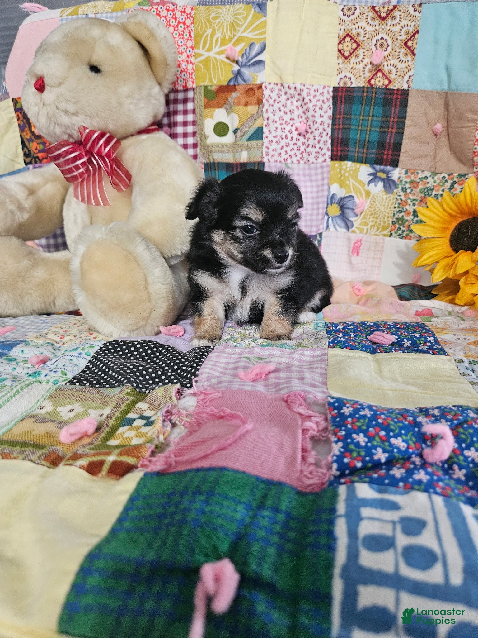 Chihuahua dogs Mini teddy - Ad 2