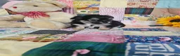 Chihuahua dogs for sale: Mini teddy - Ad 2