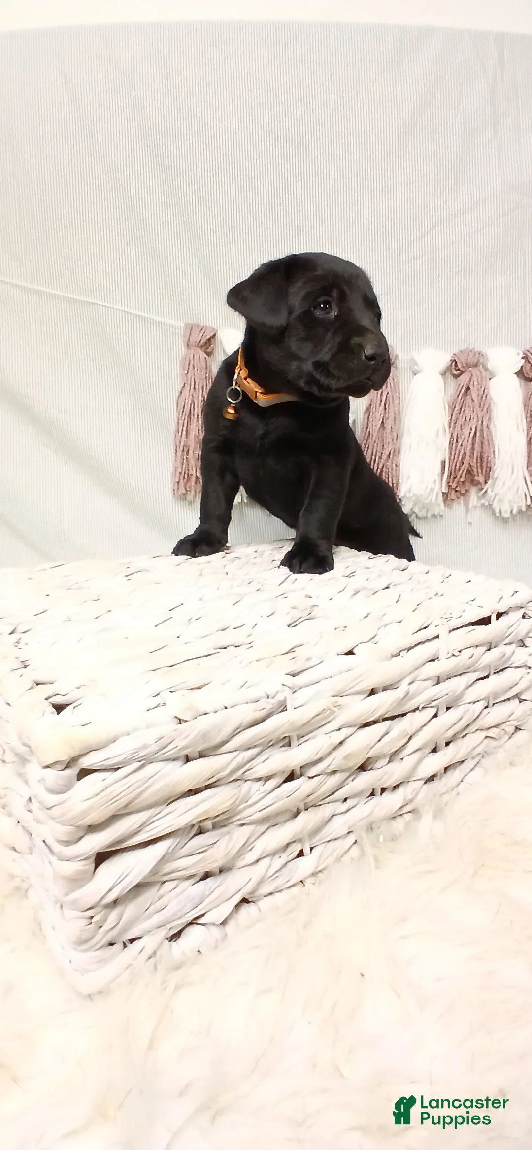 Labrador Retriever dogs for sale: BRUNO - Ad 2