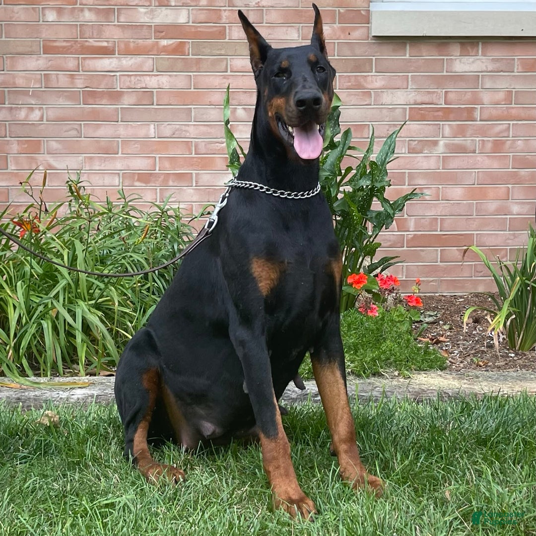 Doberman Pinscher dogs for sale: Selene - Ad 18