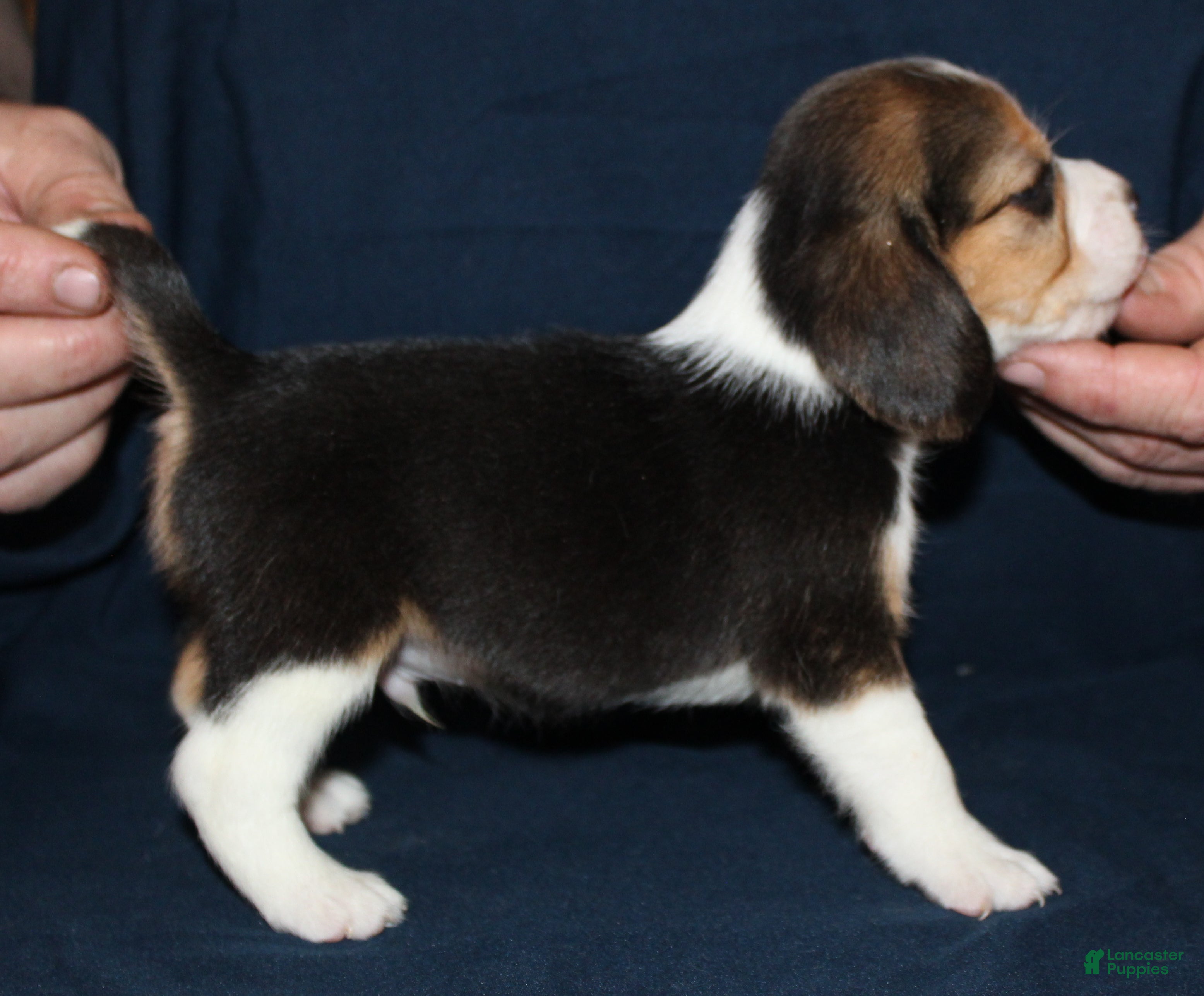 Beagle dogs Gavin - Ad 39