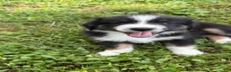Australian Shepherd dogs for sale: Duke - Ad 5