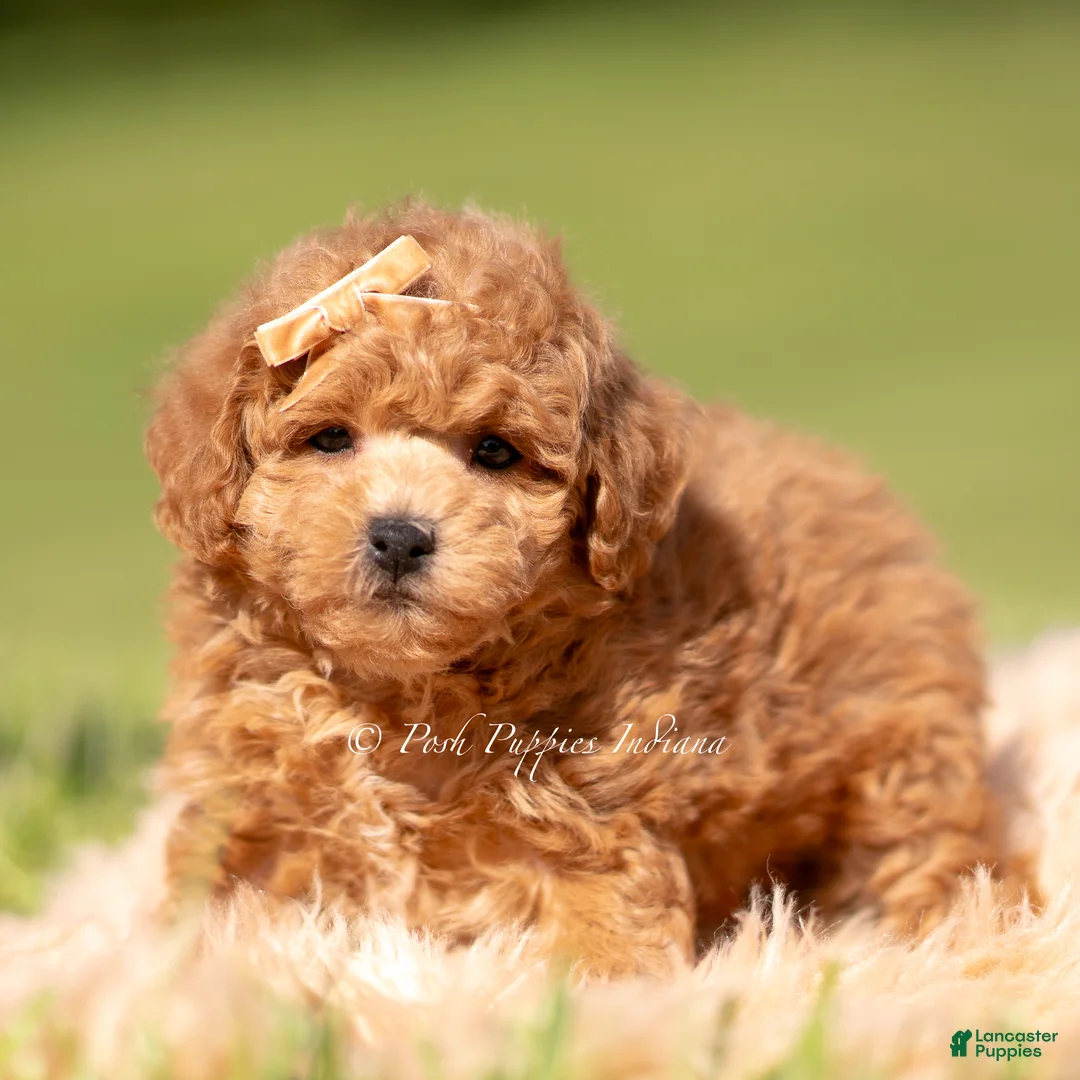 Maltipoo dogs for sale: WInston F1B - Ad 2