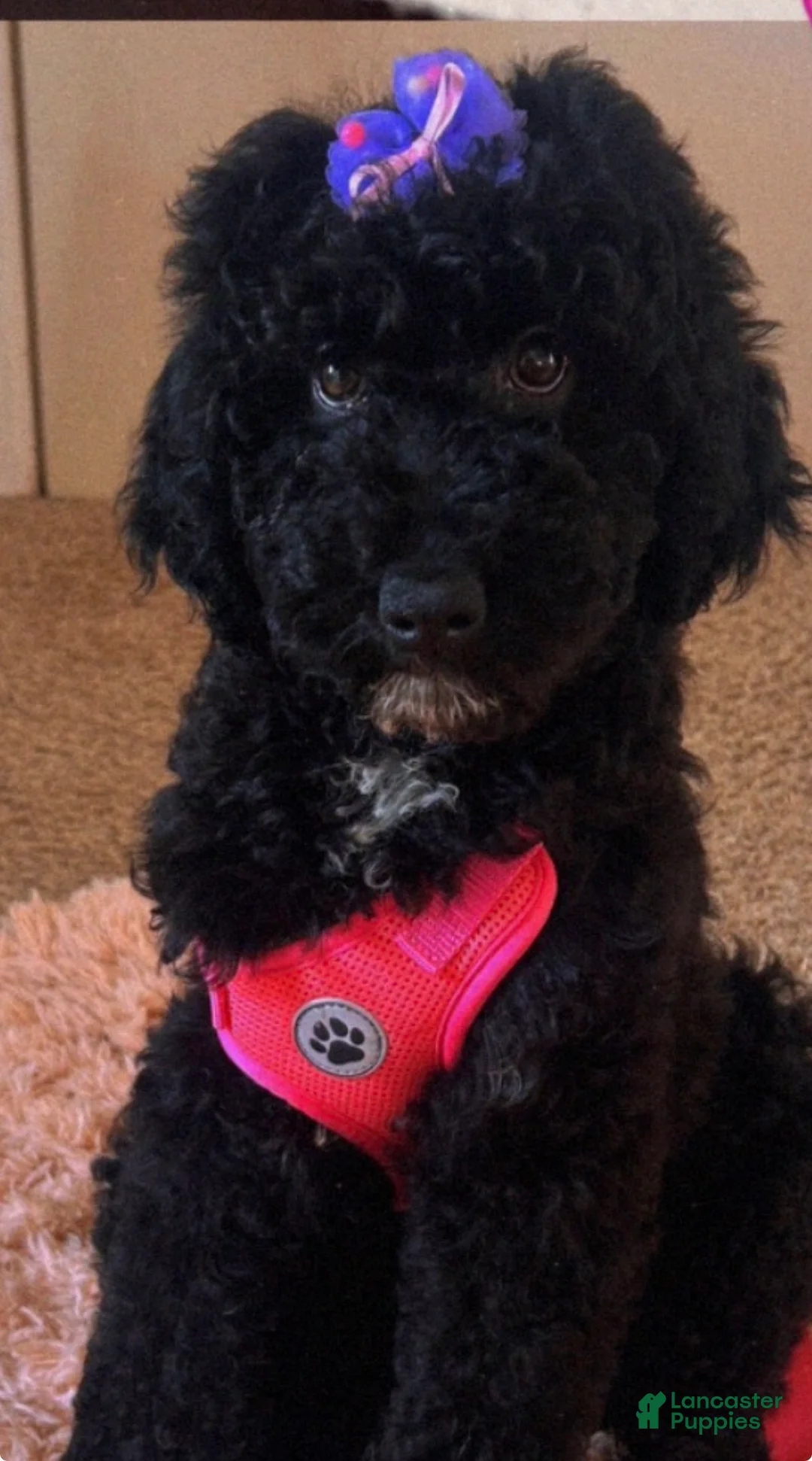 Bernedoodle dogs for sale: Bernedoodle Puppy 3 - Ad 2