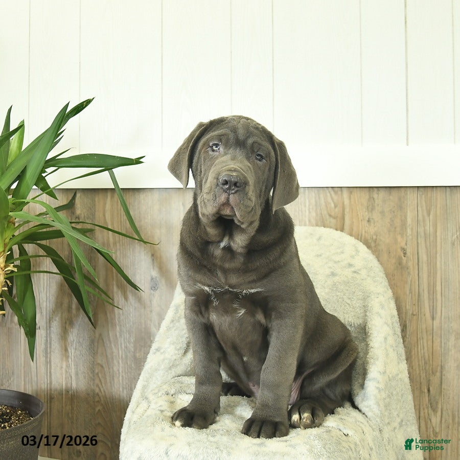 Cane Corso dogs Atlas - Ad 1