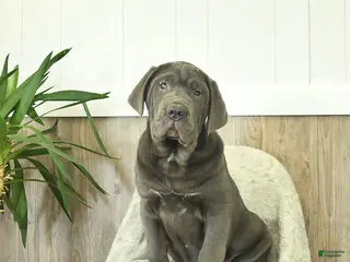 Cane Corso dogs for sale: Atlas - Ad 1