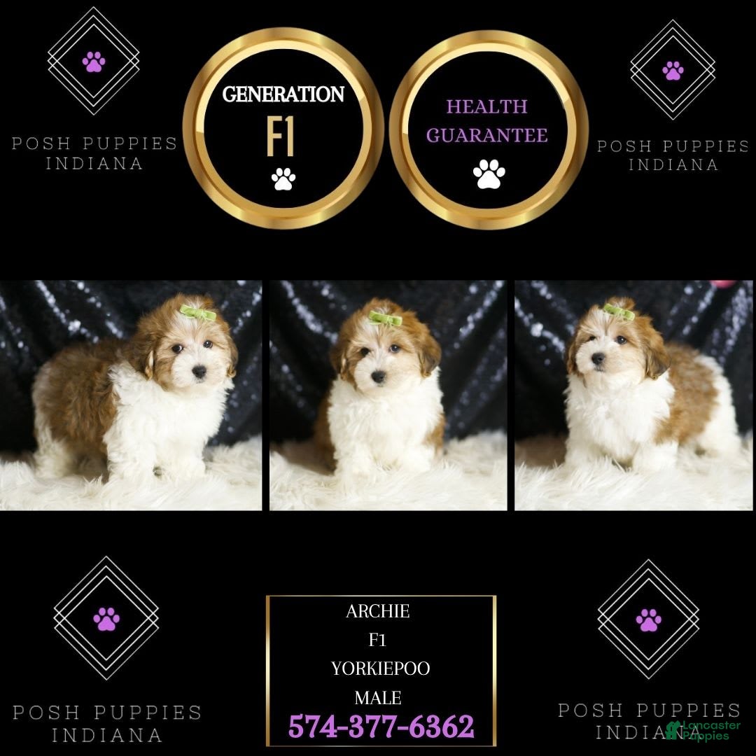 Yorkiepoo dogs Archie - Ad 2