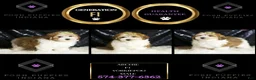 Yorkiepoo dogs for sale: Archie - Ad 2