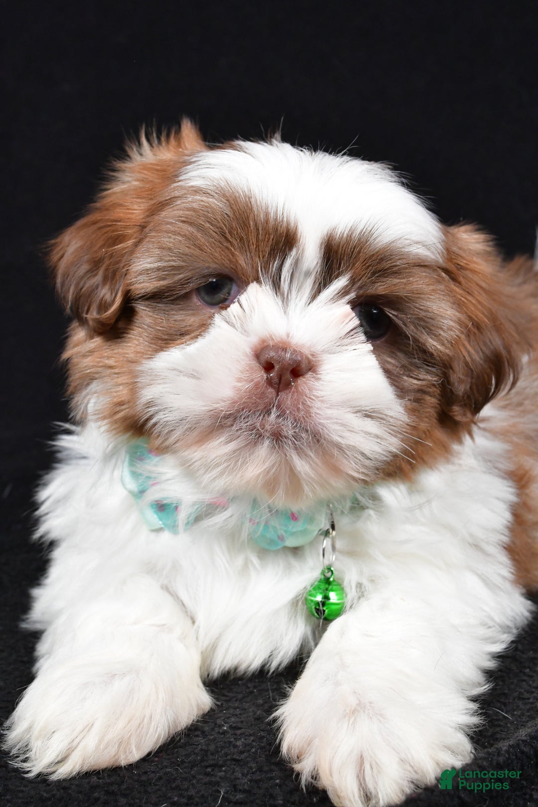 Shih Tzu dogs for sale: Flicker - Ad 3