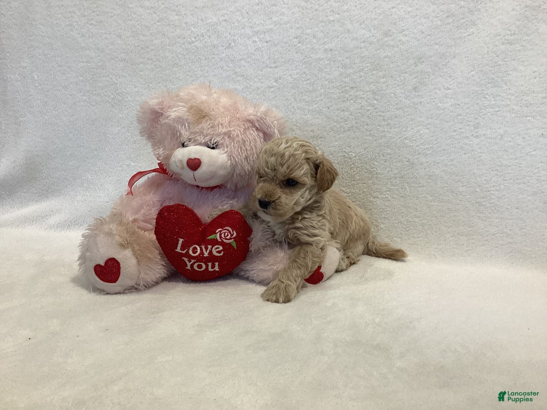 Maltipoo dogs for sale: Cody - Ad 5