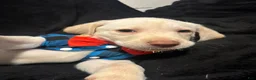 Labrador Retriever dogs for sale: Bear (blue)  - Ad 8