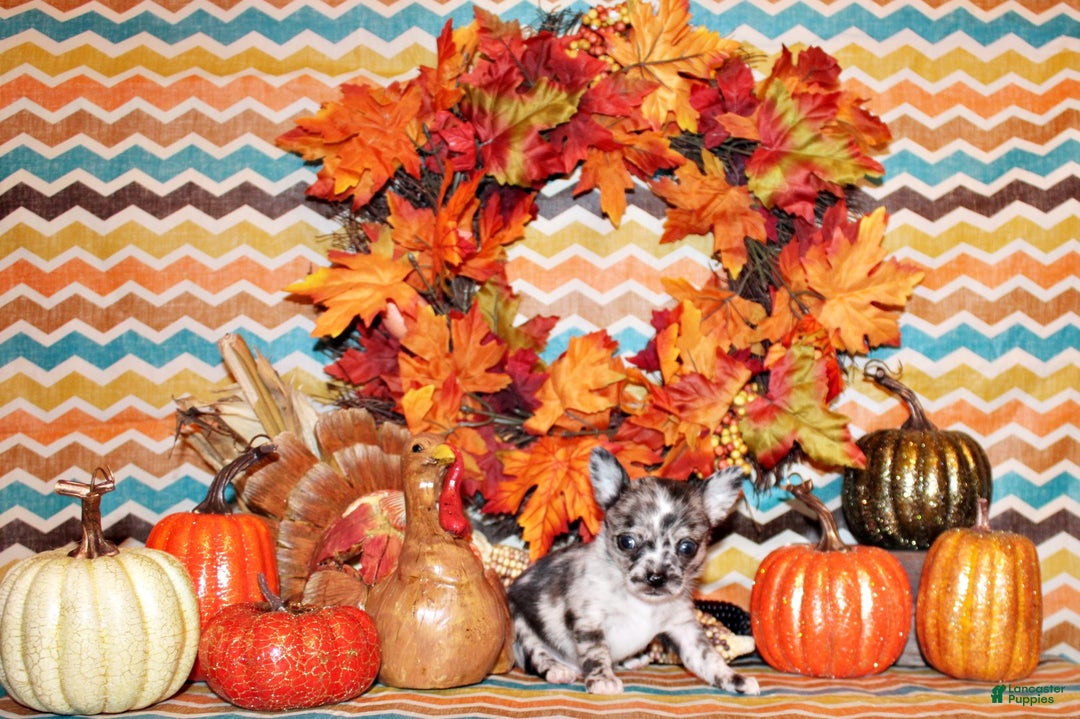 Chihuahua dogs for sale: Sid - Ad 2