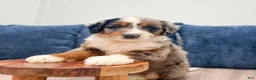 Mini Bernedoodle dogs for sale: Cooper - Ad 2