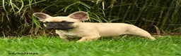 French Bulldog dogs for sale: Marley - Ad 4