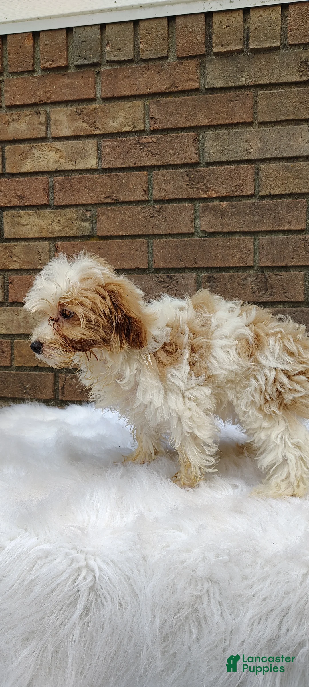 Maltipoo dogs for sale: Muffin - Ad 5