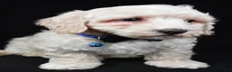 Maltipoo dogs for sale: Wade - Ad 5