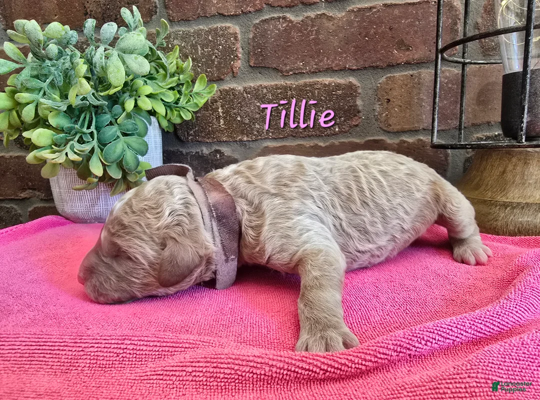 Goldendoodle dogs for sale: Mini Goldendoodle 3 - Ad 2