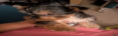 Yorkshire Terrier Puppy 2