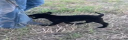 German Shepherd dogs for sale: Gina - Ad 7